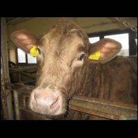 Sedivka - 50% holstyn a 50% charolais.jpg